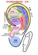 画像3: 耳つぼエステティックセラピー通信教材 (3)